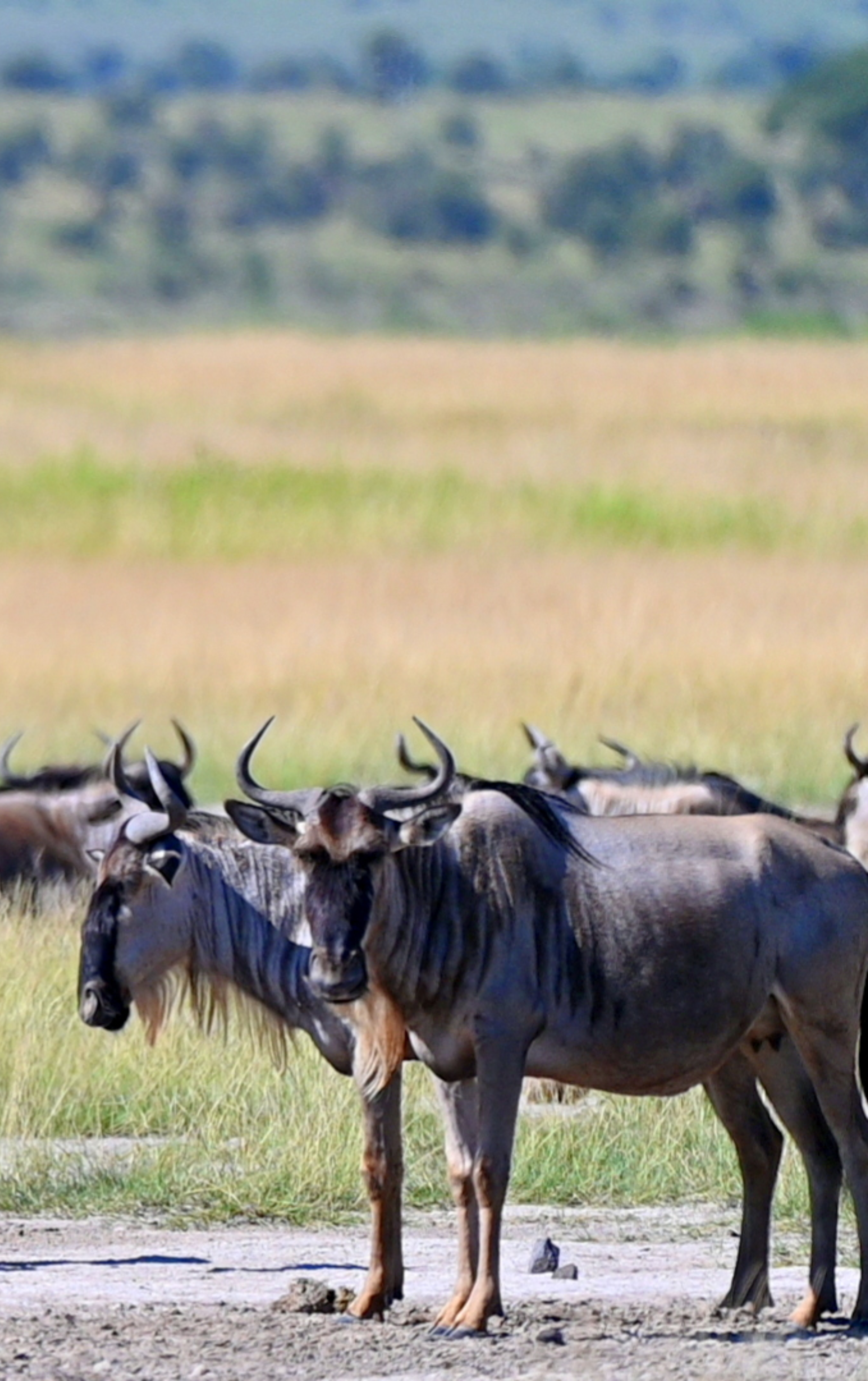 Kenya safari destination with open savannah and wildlife