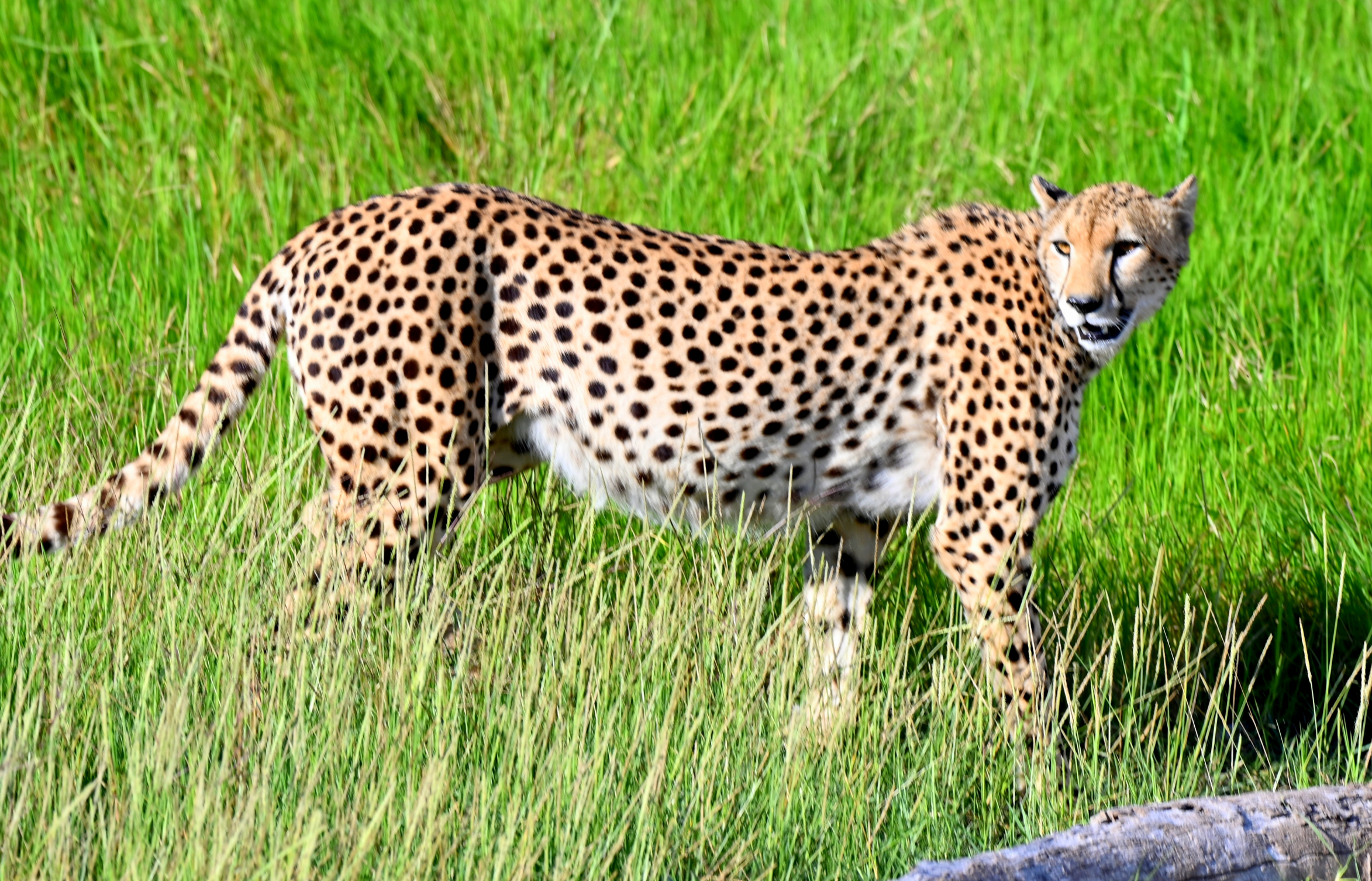 Uganda safari destination with forests, lakes, and wildlife