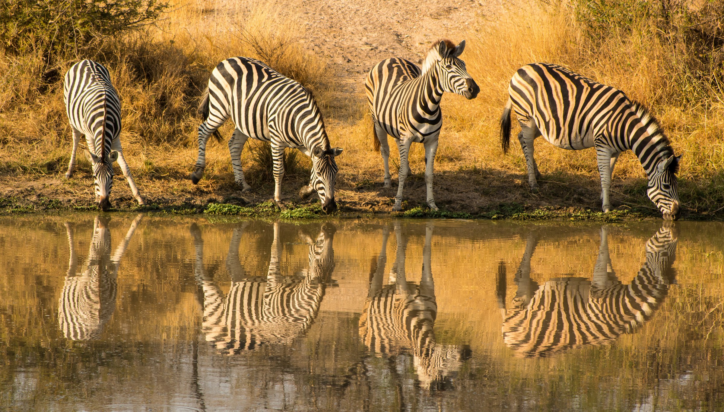 Luxury African safari in Kenya