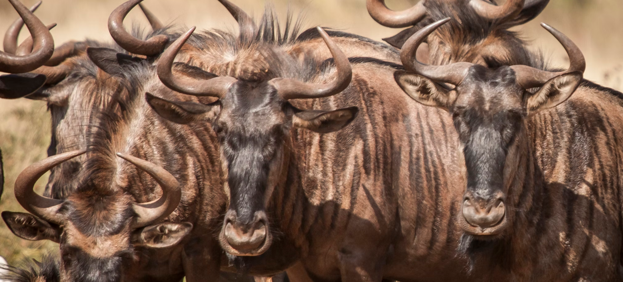 Wildebeest Herd